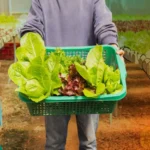 Pertanian Organik Adalah