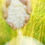 Zakat Pertanian Berapa Persen