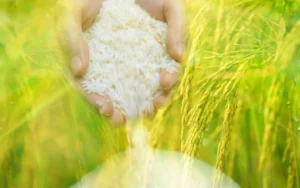 Zakat Pertanian Berapa Persen
