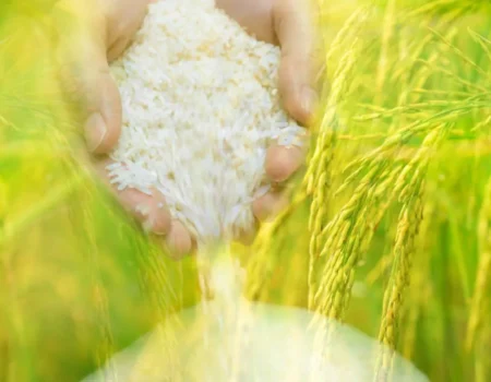 Zakat Pertanian Berapa Persen
