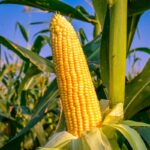 Cara Menanam Jagung Agar Buahnya Besar
