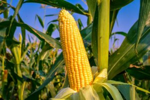 Cara Menanam Jagung Agar Buahnya Besar
