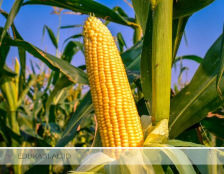 Cara Menanam Jagung Agar Buahnya Besar