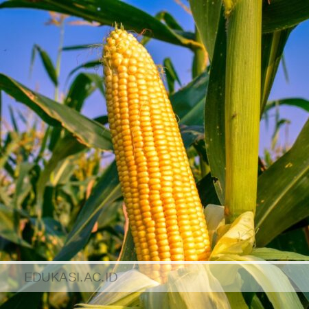 Cara Menanam Jagung Agar Buahnya Besar
