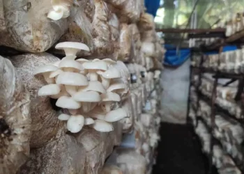 Cara Budidaya Jamur Tiram